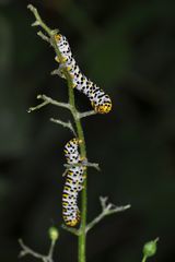 Cucullia scrophulariae